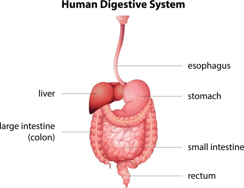Improve digestion and gut health